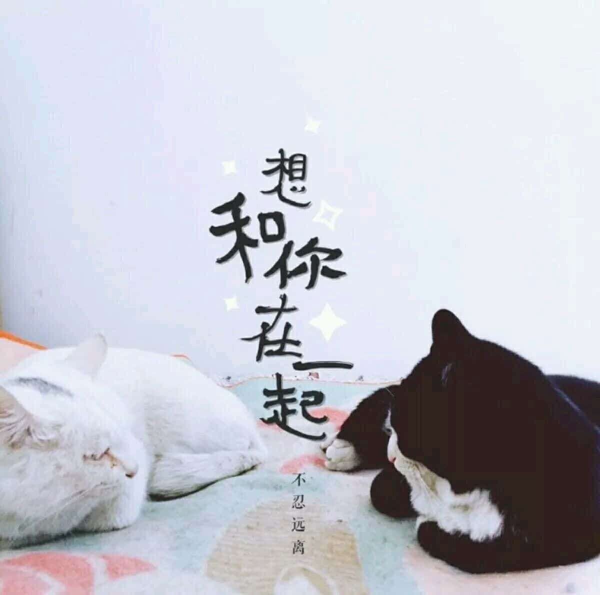 webLove抖音表白小软件网页版